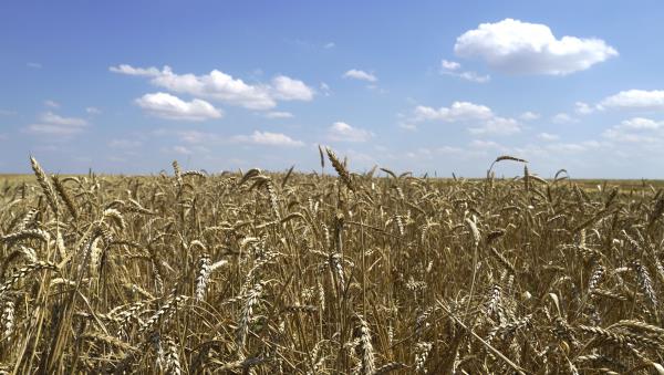 美国宣布以6800万美元购买乌克兰小麦，送往贫困国家