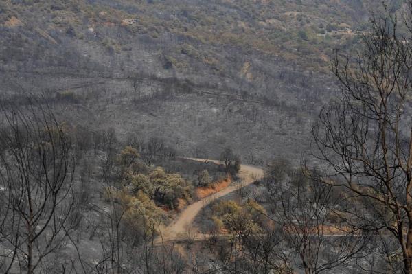 阿尔及利亚森林大火造成2人死亡，数人受伤