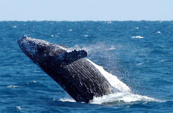 气候危机将使新西兰水域不适合鲸鱼居住