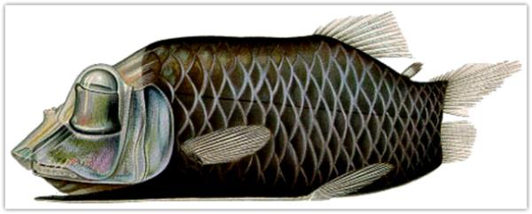 Barreleye fish (Opisthoproctus soleatus)