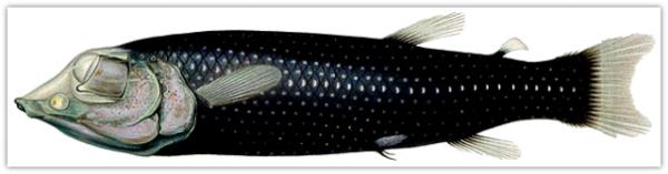 Barreleye Fish (Winteria telescopa)