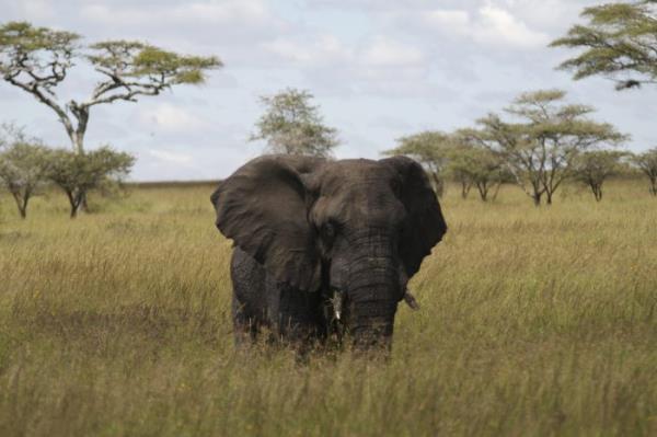 关于大象的8个惊人事实