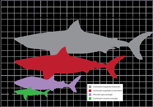 关于巨齿鲨的十大事实