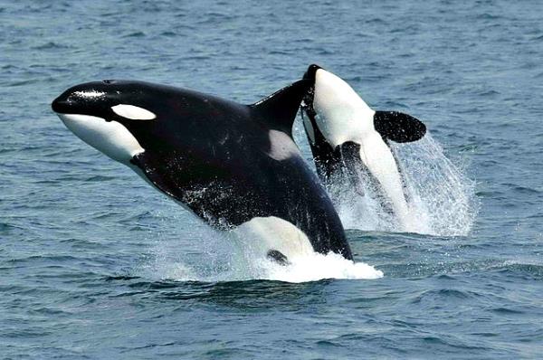 Jumping Killer whales