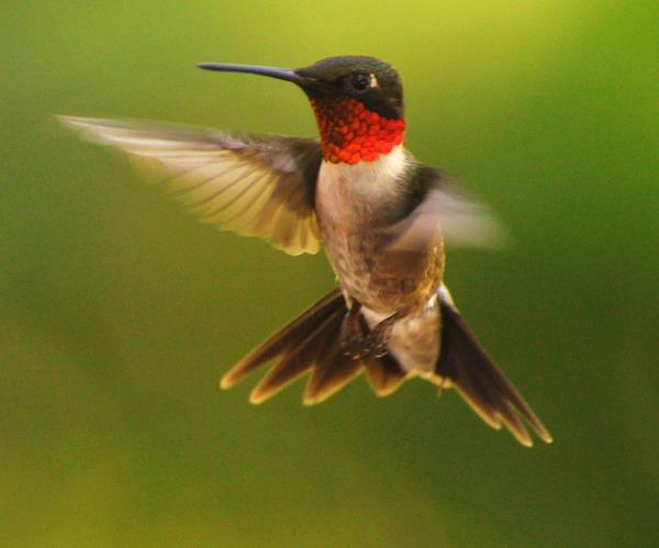 Hummingbird Backward Flight