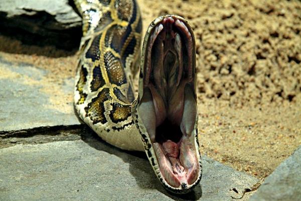Python_molurus_bivittatus_open_mouth_(full_image)