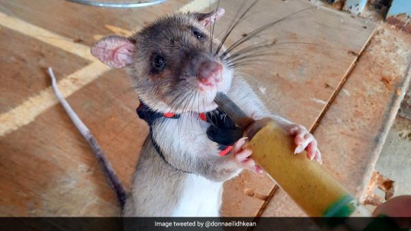 背着背包的老鼠是如何训练来营救地震幸存者的