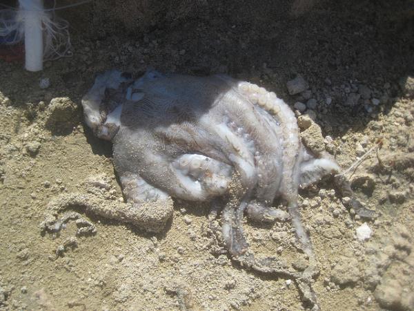 Dead octopus