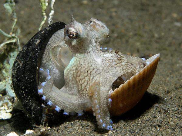Octopus shell