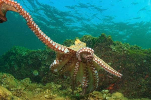 octopus arms - regenerate